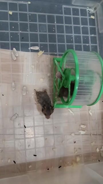 Hamster bear đực 5 tuần, 4 bé 400k. Mua bán Thú cưng khác tại Quận Gò Vấp Tp Hồ Chí Minh được đăng bởi Yuri hình 1