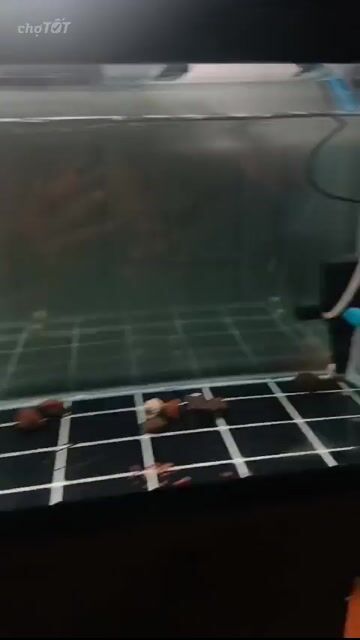 la hán 3 ngón tay siêu sung. Mua bán Thú cưng khác tại Thành phố Thủ Đức Tp Hồ Chí Minh được đăng bởi Anh Bao hình 1