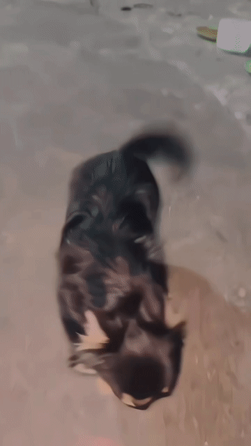 PHỐI CHIHUAHUA LÔNG DÀI GEN THÁI. Mua bán Chó tại Huyện Hóc Môn Tp Hồ Chí Minh được đăng bởi ELLIE hình 1