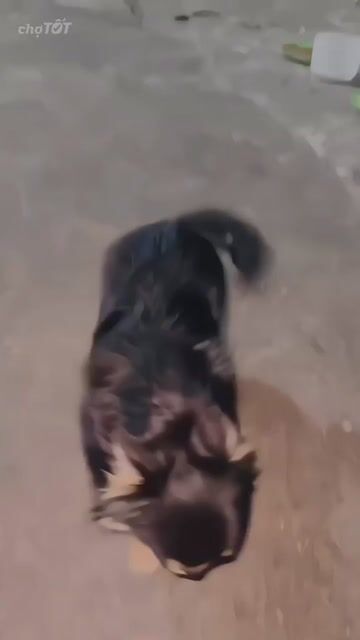 PHỐI CHIHUAHUA LÔNG DÀI GEN THÁI. Mua bán Chó tại Huyện Hóc Môn Tp Hồ Chí Minh được đăng bởi ELLIE hình 1