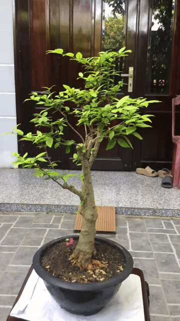 Cây cảnh Mai chiếu thủy Đà Nẵng. Mua bán Cây cảnh, đồ trang trí tại Quận Ngũ Hành Sơn Đà Nẵng được đăng bởi Quang Vu hình 1