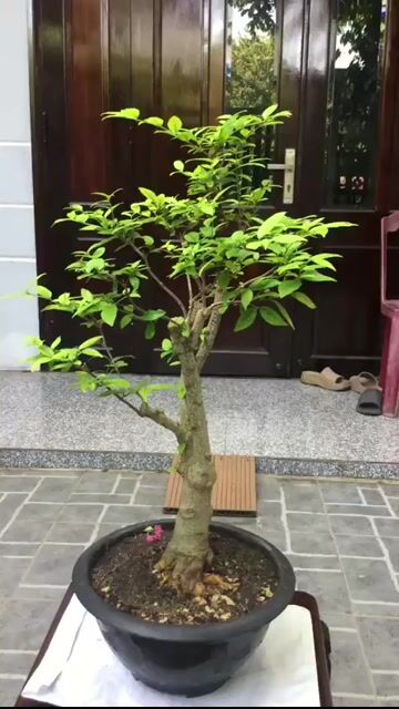 Cây cảnh Mai chiếu thủy Đà Nẵng. Mua bán Cây cảnh, đồ trang trí tại Quận Ngũ Hành Sơn Đà Nẵng được đăng bởi Quang Vu hình 1