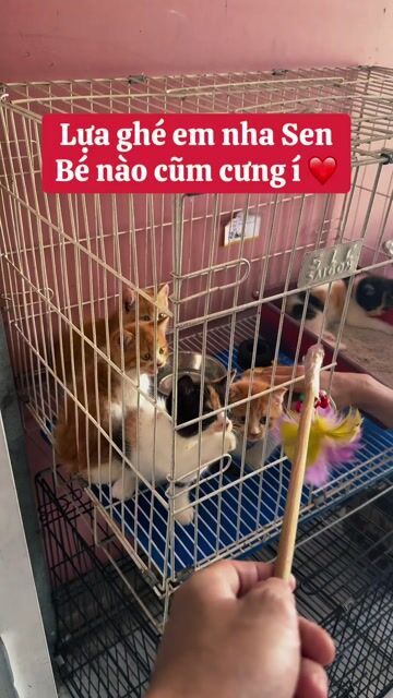 Mèo Tam Thể Và Mèo Cam. Mua bán Mèo tại Huyện Đức Hòa Long An được đăng bởi Ngọc Huy hình 1