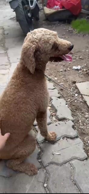 cần nhượng lại bé. Mua bán Chó tại Huyện Nhà Bè Tp Hồ Chí Minh được đăng bởi lam hình 1