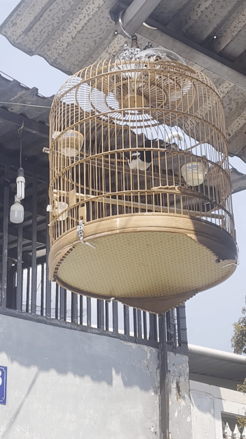 Bán chích chòe than. Mua bán Chim tại Huyện Hóc Môn Tp Hồ Chí Minh được đăng bởi Phong hình 1