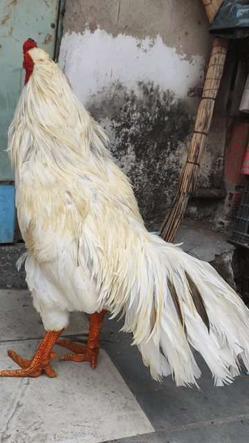 Gà Việt cán vuông. Mua bán Gà tại Quận 10 Tp Hồ Chí Minh được đăng bởi Khoi hình 1