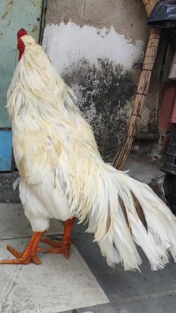 Gà Việt cán vuông. Mua bán Gà tại Quận 10 Tp Hồ Chí Minh được đăng bởi Khoi hình 1