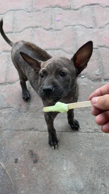 Chó phú quốc soái lưng. Mua bán Chó tại Huyện Hóc Môn Tp Hồ Chí Minh được đăng bởi Tran Danh hình 1