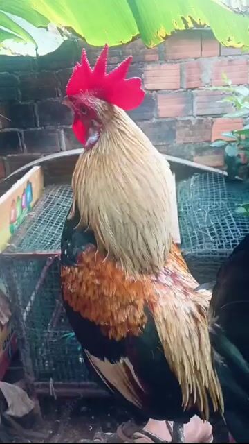 Gà nhiều màu Gia Lai. Mua bán Gà tại Thành phố Pleiku Gia Lai được đăng bởi Tr Phuong hình 1