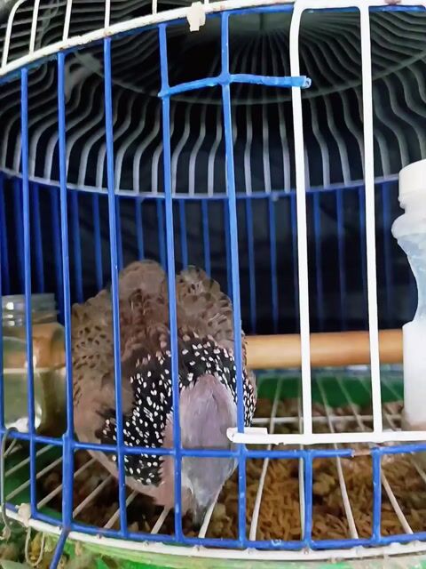 Chim Bồ câu Malaysia Chim tơ. Mua bán Chim tại Huyện Lấp Vò Đồng Tháp được đăng bởi PH Dinh hình 1