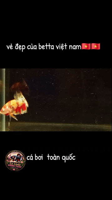 Cá Betta Nemo Metallic Copper Đa sắc. Mua bán Thú cưng khác tại Huyện Lấp Vò Đồng Tháp được đăng bởi Đăng Khoa hình 1