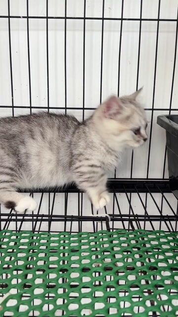 Mèo Silver Tabby lùn sát đực đã tiêm. Mua bán Mèo tại Quận 4 Tp Hồ Chí Minh được đăng bởi Nguyễn Ngọc Ý hình 1