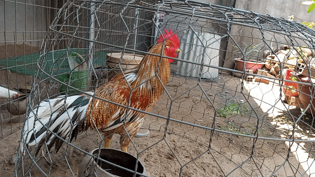 cứu chủ 3k4 tay tốt. Mua bán Gà tại Huyện Giồng Trôm Bến Tre được đăng bởi Quoc hình 1
