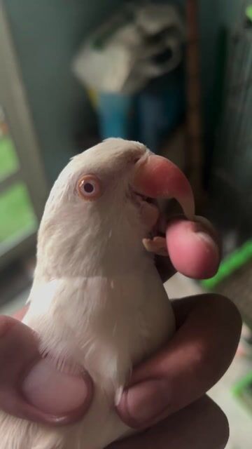 Vẹt Ringneck Cái Trắng Lỗi mỏ. Mua bán Chim tại Quận 11 Tp Hồ Chí Minh được đăng bởi Bo hình 1