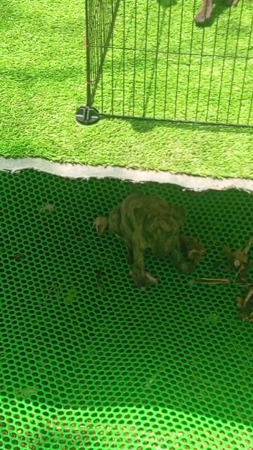 Chó Phú Quốc cái 2 tháng tuổi. Mua bán Chó tại Huyện Trảng Bom Đồng Nai được đăng bởi Trần Lưu hình 1