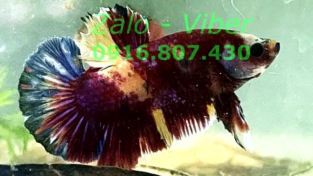 koi multicolor. Mua bán Thú cưng khác tại Quận Bình Thạnh Tp Hồ Chí Minh được đăng bởi Hiếu hình 1