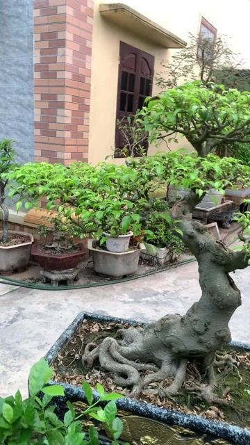 Cây xanh nam điền dáng Long thập bát mẻ. Mua bán Cây cảnh, đồ trang trí tại Huyện Tiên Lãng Hải Phòng được đăng bởi Lê Đức toản  hình 1