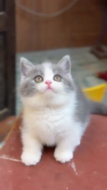 Mèo munchkin chân lùn bicolor xám xanh cái đẹp. Mua bán Mèo tại Thành phố Thủ Đức Tp Hồ Chí Minh được đăng bởi Âu Minh Huy hình 1