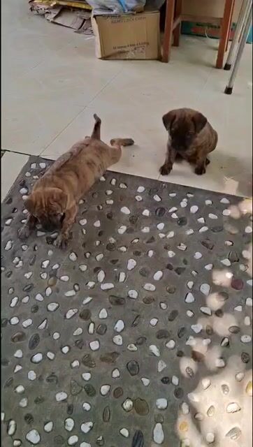 chó Phú Quốc xoáy lưng lưỡi kiếm. Mua bán Chó tại Thành phố Tân An Long An được đăng bởi Trung Duong hình 1