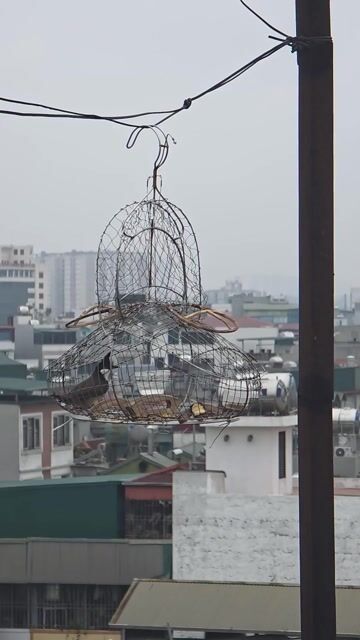 Chim chào mào thuần 70-80%. Mua bán Chim tại Quận Hai Bà Trưng Hà Nội được đăng bởi Ngüÿễn Mąnh Çường hình 1