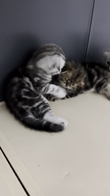 Mèo ALN nhà đẻ 🥰. Mua bán Mèo tại Quận Thanh Khê Đà Nẵng được đăng bởi AT hình 1