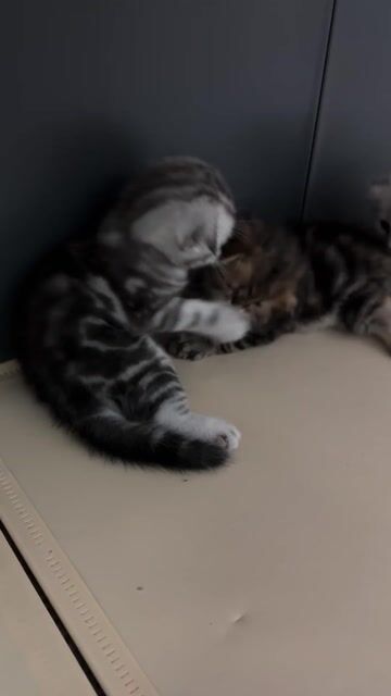 Mèo ALN nhà đẻ 🥰. Mua bán Mèo tại Quận Thanh Khê Đà Nẵng được đăng bởi AT hình 1