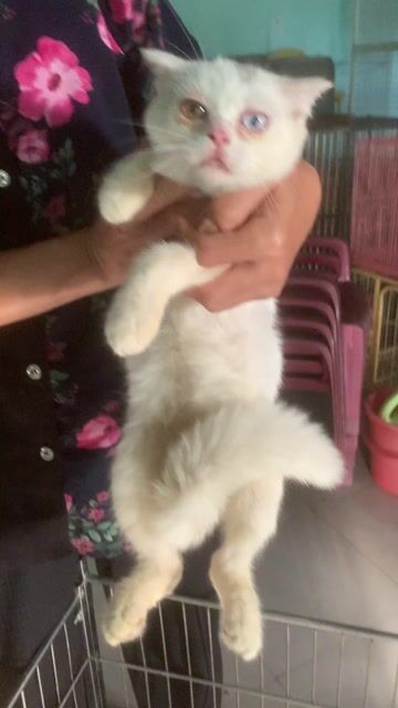 Mèo anh thuần chủng,💛💙mắt 2màu nữa tháng lương💚🩷. Mua bán Mèo tại Quận 8 Tp Hồ Chí Minh được đăng bởi Cửa Hàng Thanh Lý Đồ Cũ Mới hình 1