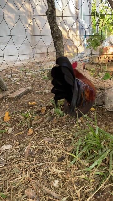 Gà Cuban Siu Mỹ 6 tháng 1kg. Mua bán Gà tại Huyện Châu Thành Tiền Giang được đăng bởi nguyen truong hình 1