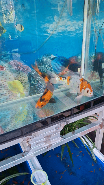 Cá Koi Tiger 3 màu. Mua bán Thú cưng khác tại Thành phố Mỹ Tho Tiền Giang được đăng bởi Hung Pham hình 1