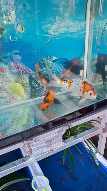 Cá Koi Tiger 3 màu. Mua bán Thú cưng khác tại Thành phố Mỹ Tho Tiền Giang được đăng bởi Hung Pham hình 1
