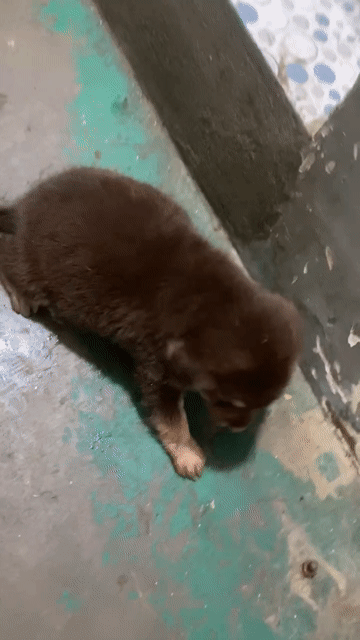 Chó con màu Nâu. Mua bán Chó tại Thành phố Biên Hòa Đồng Nai được đăng bởi Lê Xuân Thời hình 1