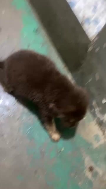Chó con màu Nâu. Mua bán Chó tại Thành phố Biên Hòa Đồng Nai được đăng bởi Lê Xuân Thời hình 1