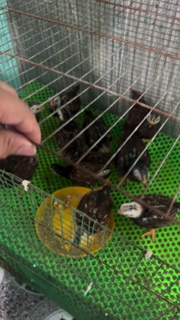 gà conish. Mua bán Gà tại Huyện Mỹ Xuyên Sóc Trăng được đăng bởi Hiếu hình 1