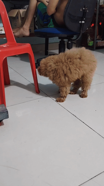 Chó Poodle Nâu Đã tiêm phòng. Mua bán Chó tại Huyện Đức Hòa Long An được đăng bởi Hoàng linh hình 1
