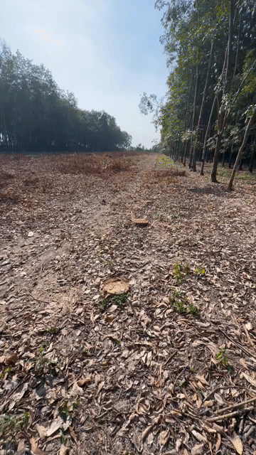 Mua bán Đất Huyện Củ Chi Tp Hồ Chí Minh diện tích 4100 m² giá 6 tỷ