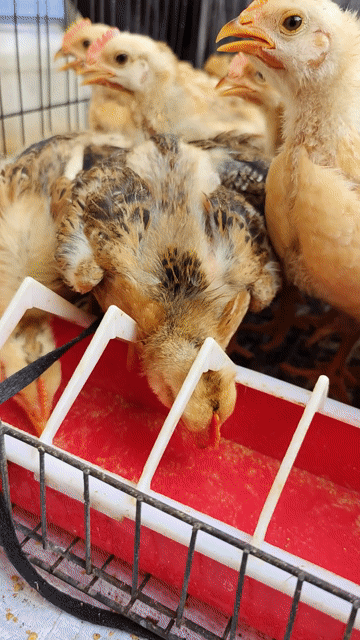Gà ta thịt 1 tháng dễ nuôi, mau lớn. Mua bán Gà tại Quận 11 Tp Hồ Chí Minh được đăng bởi phuong kim huong hình 1