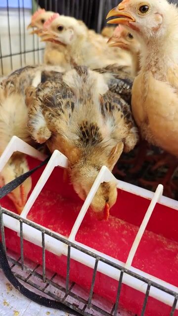 Gà ta thịt 1 tháng dễ nuôi, mau lớn. Mua bán Gà tại Quận 11 Tp Hồ Chí Minh được đăng bởi phuong kim huong hình 1