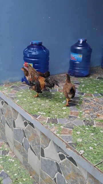 Gà tre bắc cú 4 lạng. Mua bán Gà tại Huyện Chợ Gạo Tiền Giang được đăng bởi Phúc Lê hình 1