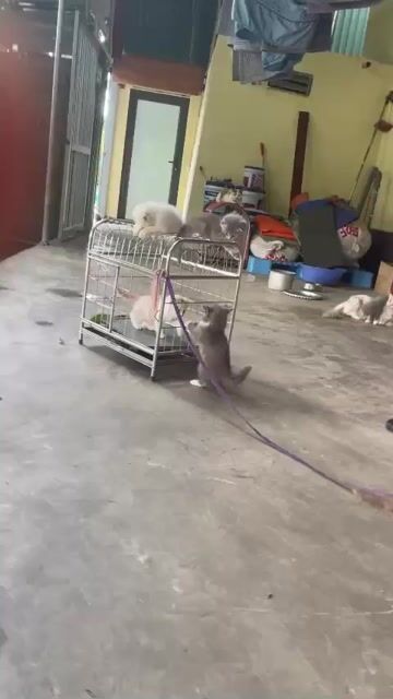 Mèo Trắng Xám cả hai. Mua bán Mèo tại Quận Kiến An Hải Phòng được đăng bởi Hoàng Long hình 1