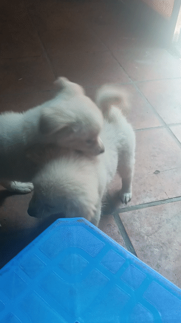 Chó Samoyed lai golden 2 tháng. Mua bán Chó tại Quận Hoàng Mai Hà Nội được đăng bởi Hoàng Tử Đá hình 1