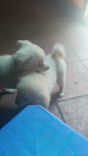 Chó Samoyed lai golden 2 tháng. Mua bán Chó tại Quận Hoàng Mai Hà Nội được đăng bởi Hoàng Tử Đá hình 1