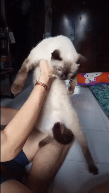 Mèo xiêm Nâu trắng. Mua bán Mèo tại Quận Gò Vấp Tp Hồ Chí Minh được đăng bởi My hình 1