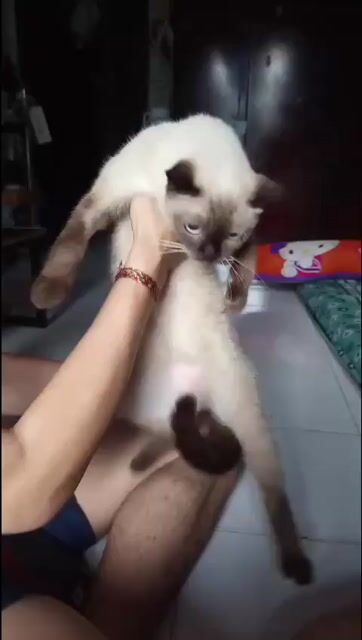 Mèo xiêm Nâu trắng. Mua bán Mèo tại Quận Gò Vấp Tp Hồ Chí Minh được đăng bởi My hình 1