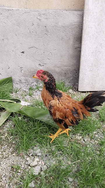 Gà tre bắc Vàng mơ hơn 3 tháng. Mua bán Gà tại Quận 12 Tp Hồ Chí Minh được đăng bởi Tâm Gà kiểng hình 1