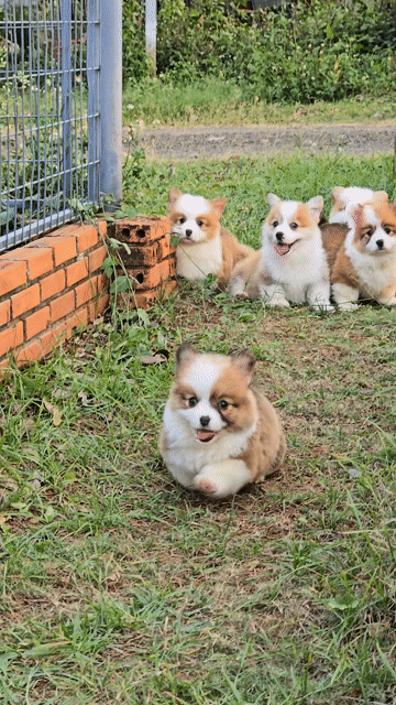 Chó Corgi lông dài có đuôi xinh xắn. Mua bán Chó tại Quận Bình Thạnh Tp Hồ Chí Minh được đăng bởi Bình Phan hình 1
