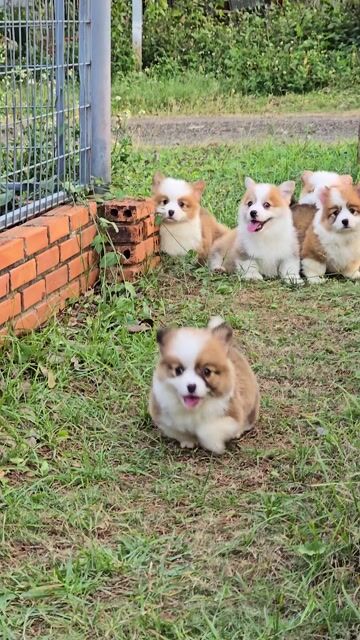 Chó Corgi lông dài có đuôi xinh xắn. Mua bán Chó tại Quận Bình Thạnh Tp Hồ Chí Minh được đăng bởi Bình Phan hình 1