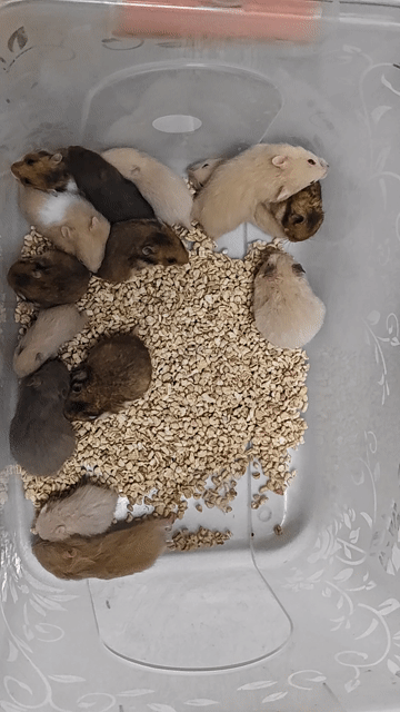 Chuột Hamster Bear WW Baby hiền, nhiều màu. Mua bán Thú cưng khác tại Quận Gò Vấp Tp Hồ Chí Minh được đăng bởi Nguyên hình 1
