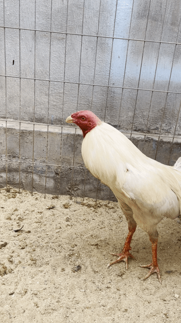 Gà chọi 1.7kg Trắng Đực. Mua bán Gà tại Huyện Trảng Bom Đồng Nai được đăng bởi Phước hình 1
