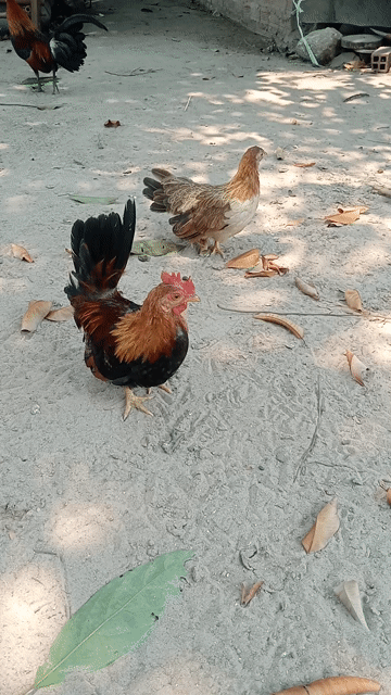  Cặp Gà Thái tơ điều vàng . Mua bán Gà tại Huyện Châu Thành Tây Ninh được đăng bởi tan dat hình 1