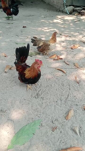  Cặp Gà Thái tơ điều vàng . Mua bán Gà tại Huyện Châu Thành Tây Ninh được đăng bởi tan dat hình 1